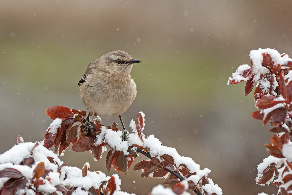 Patagonian Mockingbird - ML642249719
