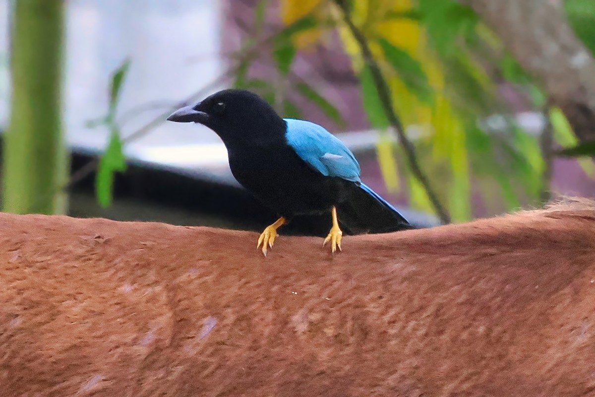 Yucatan Jay - ML642249728