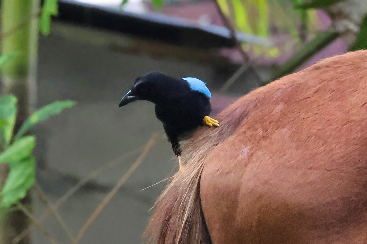 Yucatan Jay - ML642249729
