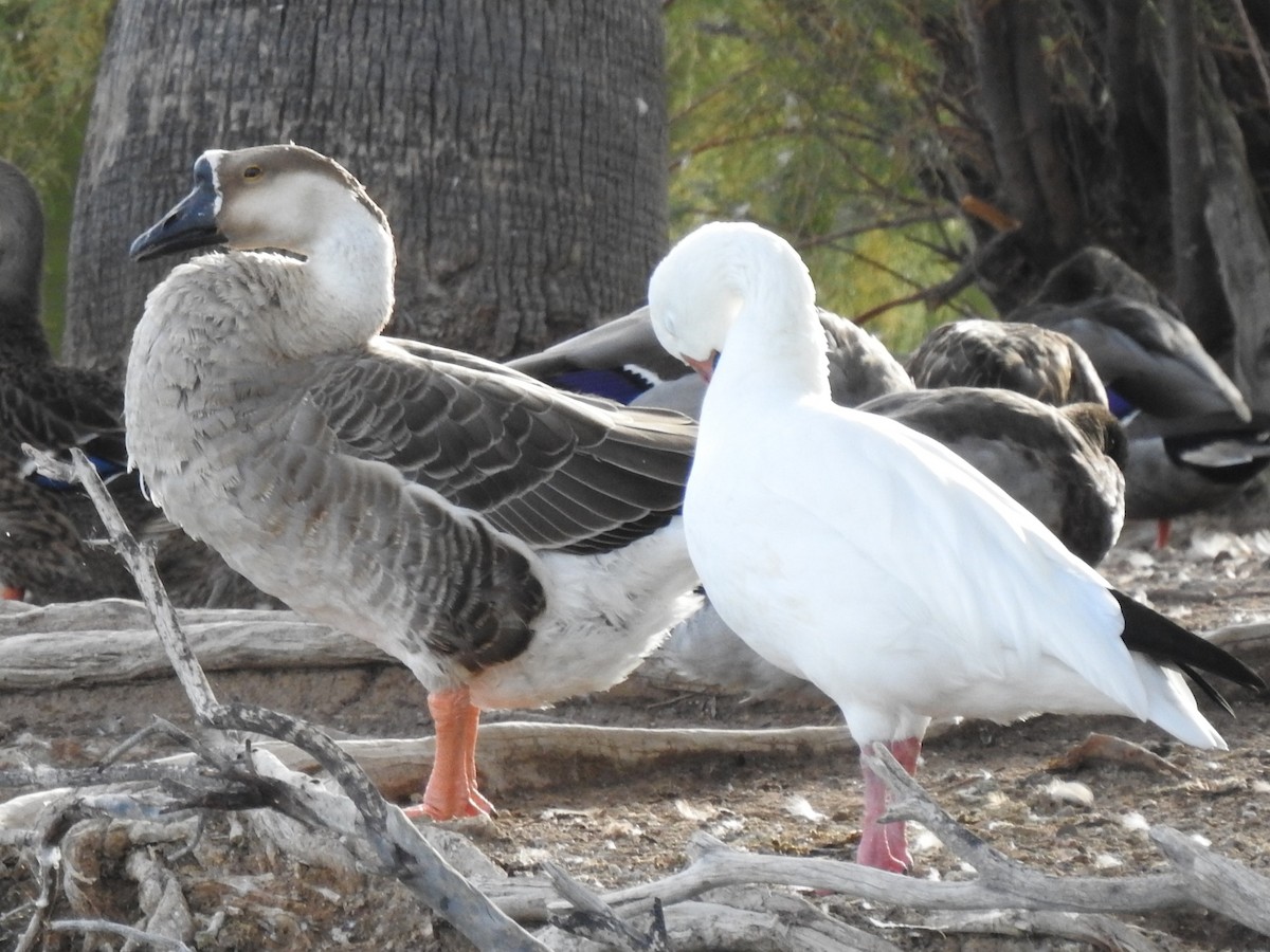 Swan Goose (Domestic type) - ML642249731