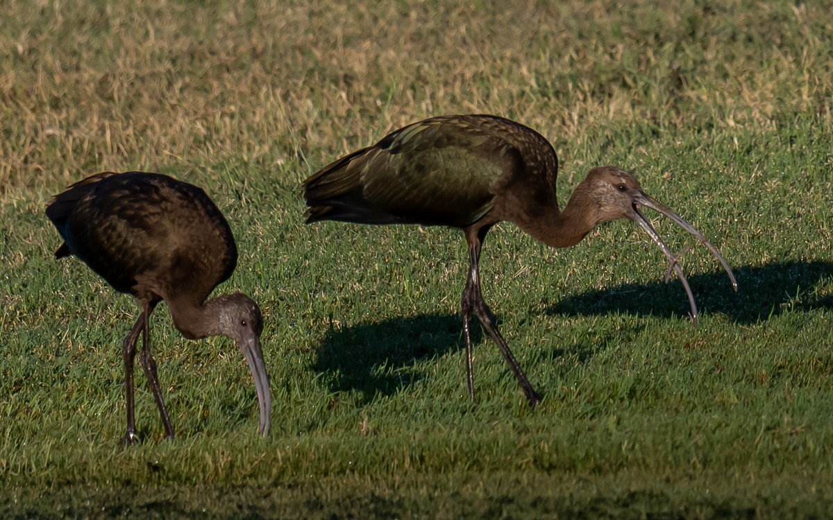 White-faced Ibis - ML642249764