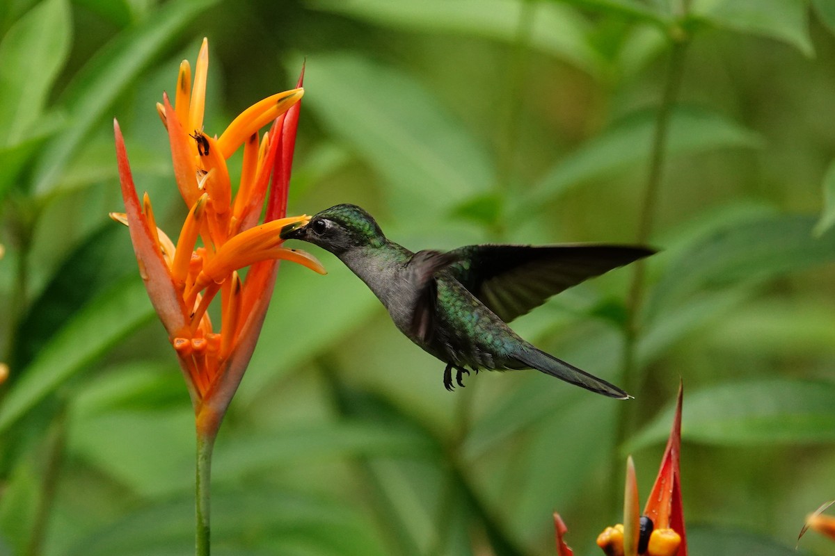 Gray-breasted Sabrewing - ML642249775