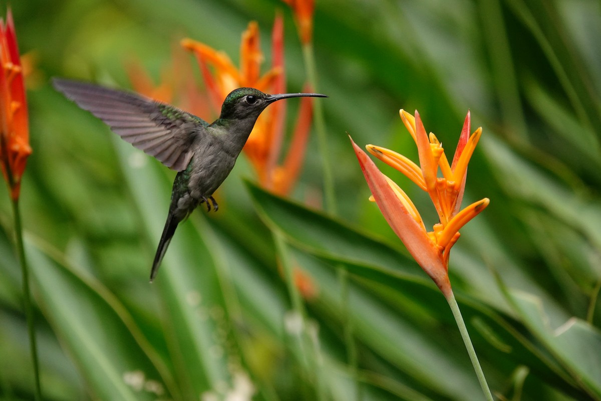 Gray-breasted Sabrewing - ML642249776