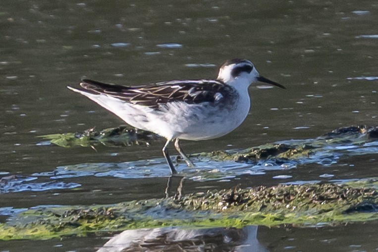 Red-necked Phalarope - ML642249808