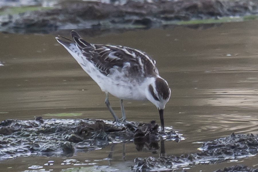 Red-necked Phalarope - ML642249809