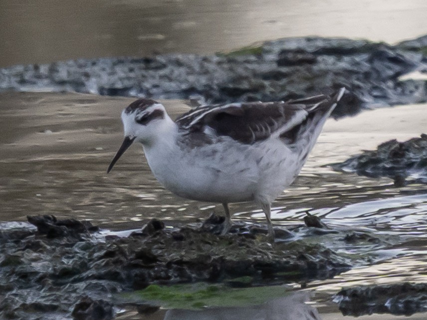 Red-necked Phalarope - ML642249810