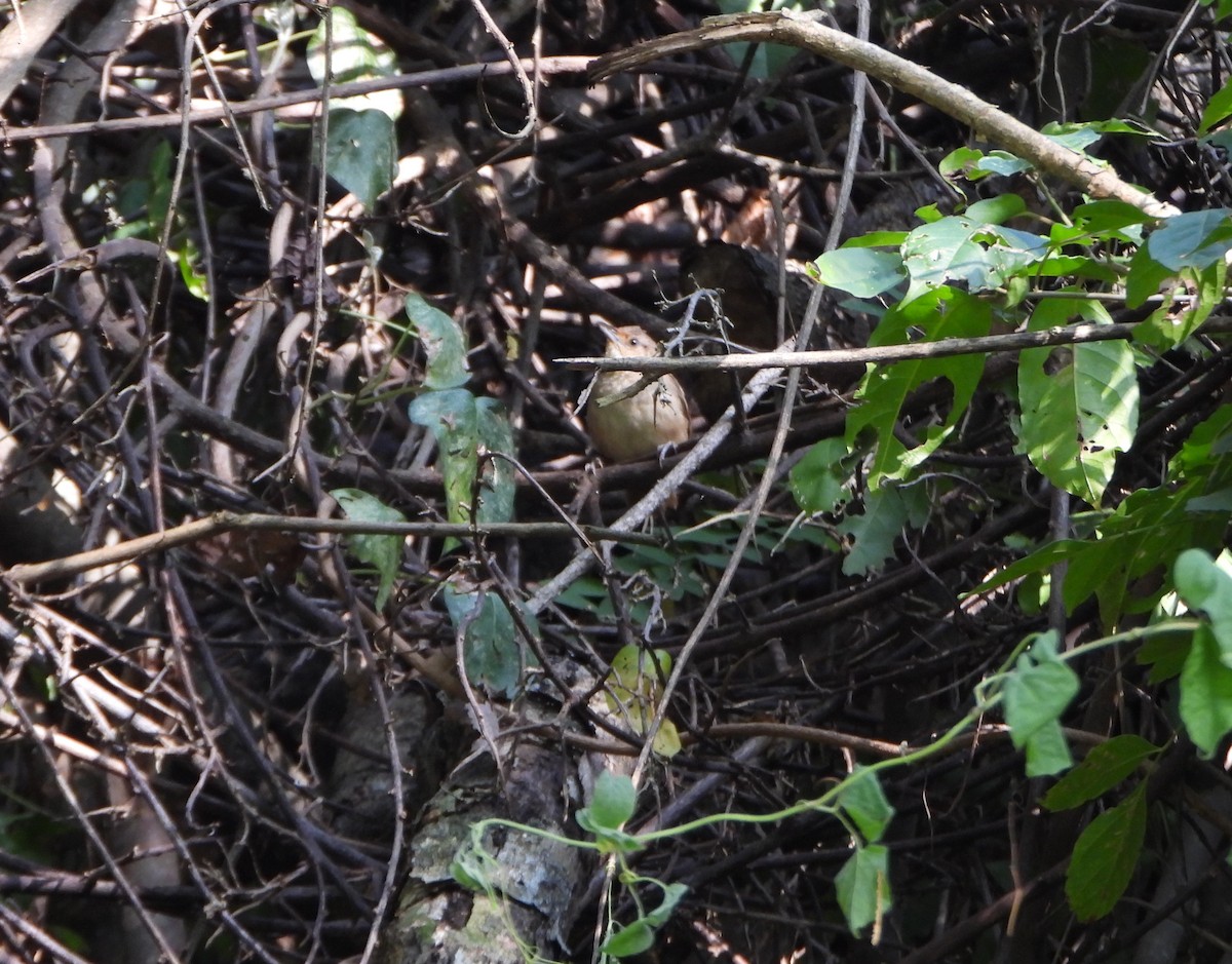Plain Thornbird - ML642249826