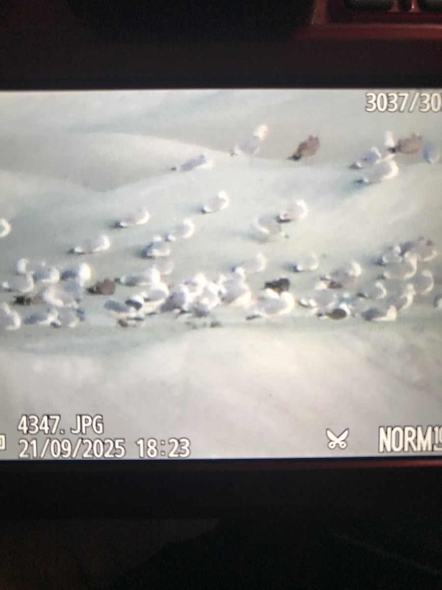 American Herring Gull - ML642249828