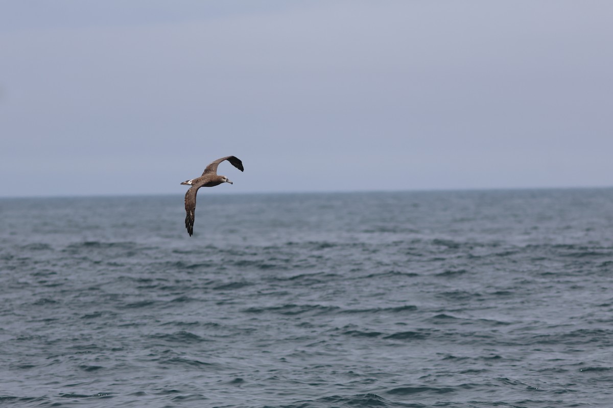 Black-footed Albatross - ML642249856