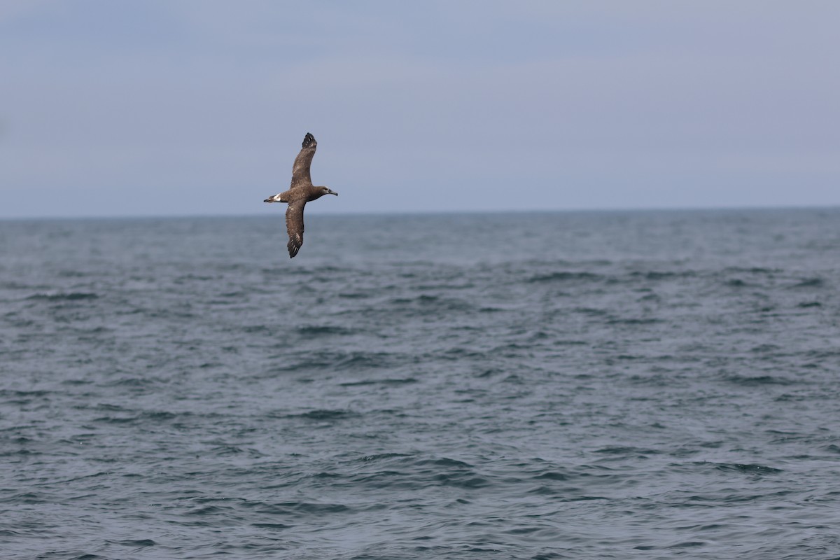 Black-footed Albatross - ML642249857