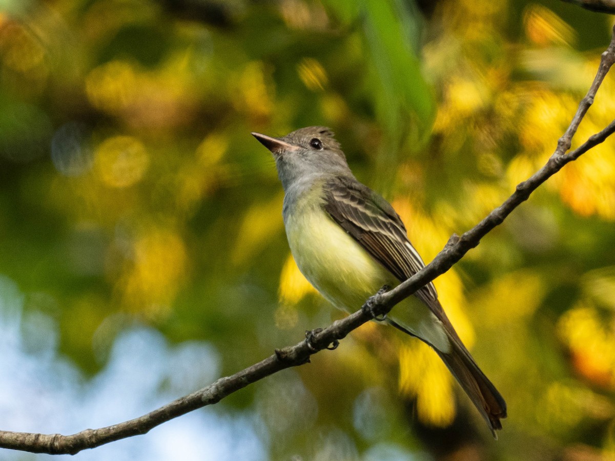 Great Crested Flycatcher - ML642249867