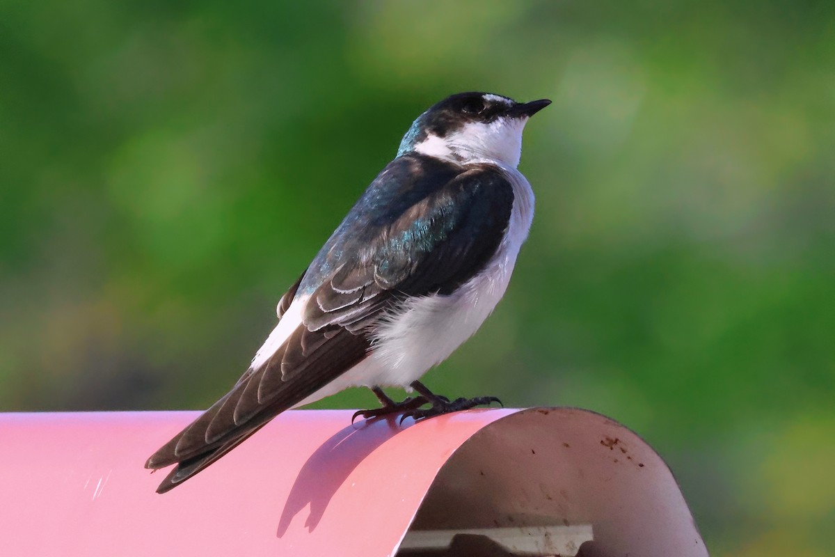 Mangrove Swallow - ML642249870