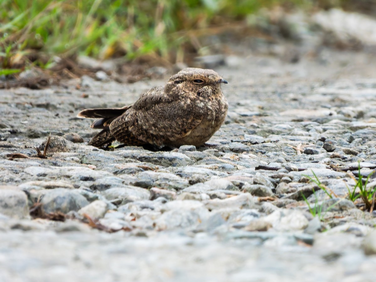 Savanna Nightjar (Sunda) - ML642249882