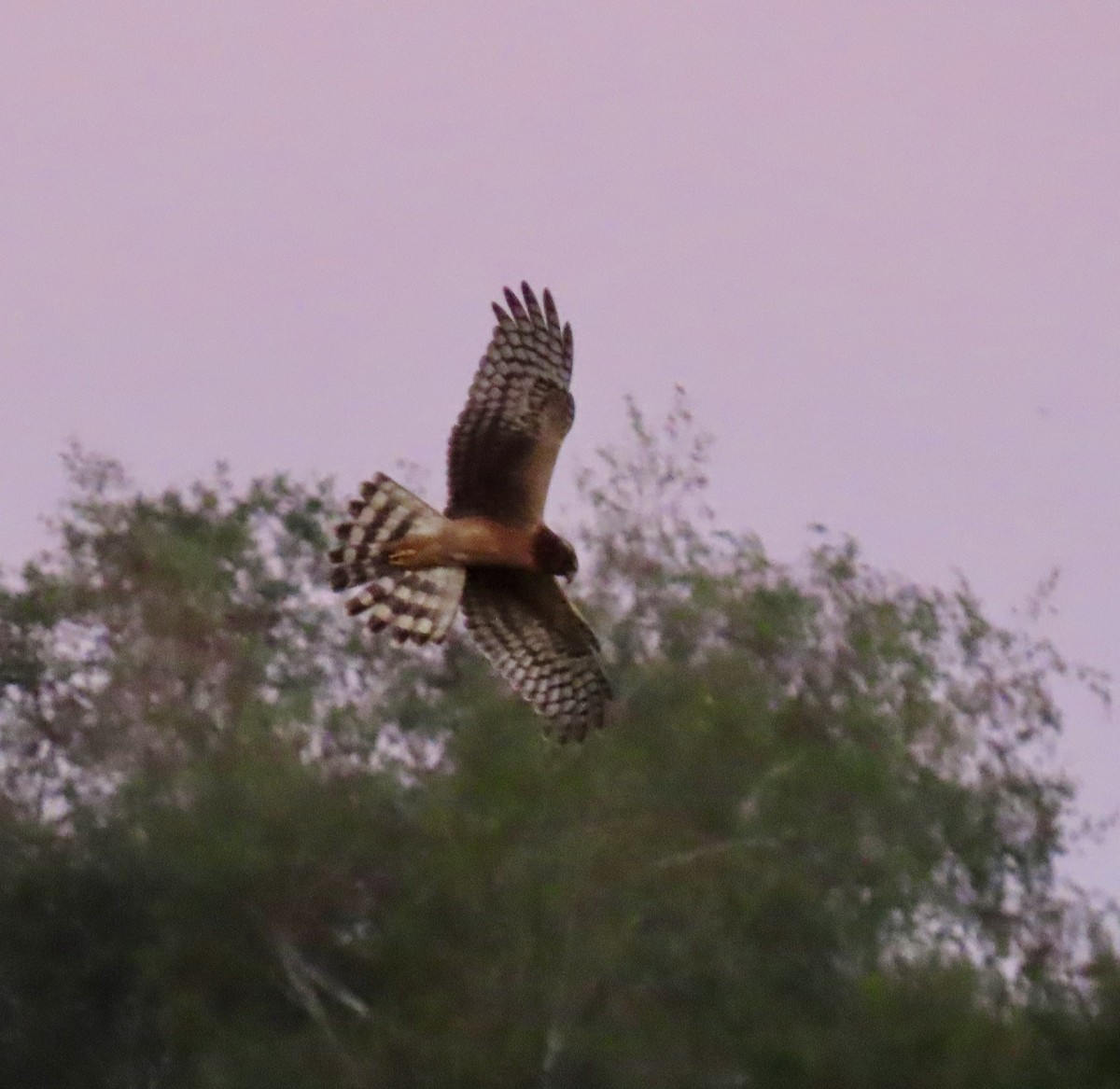 Northern Harrier - ML642249886