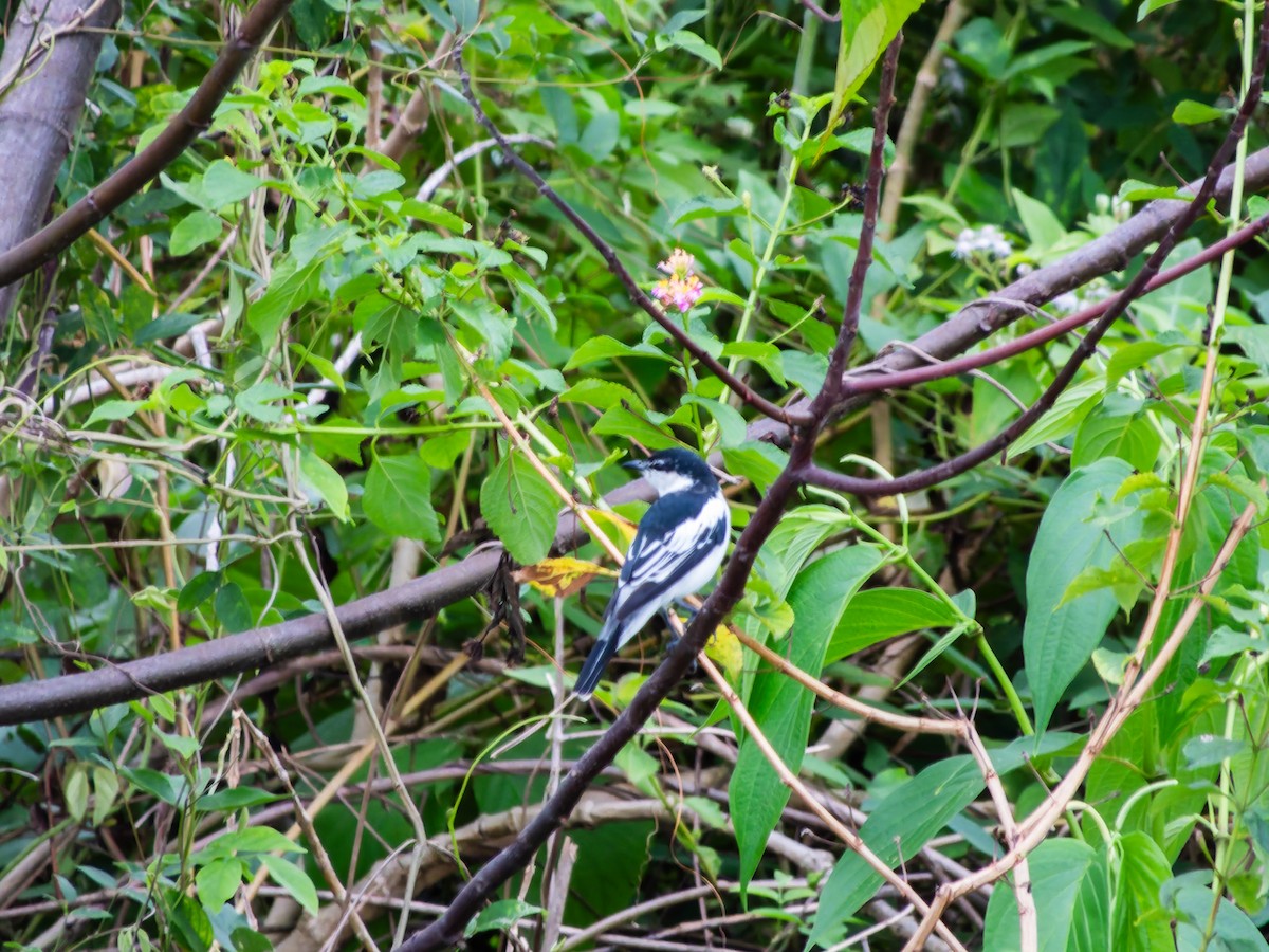 White-shouldered Triller - ML642249888