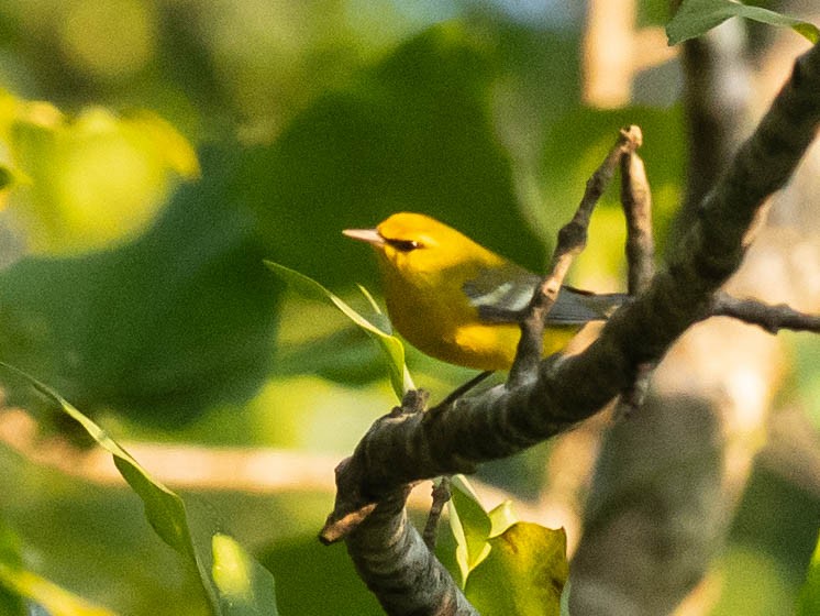 Blue-winged Warbler - ML642249895