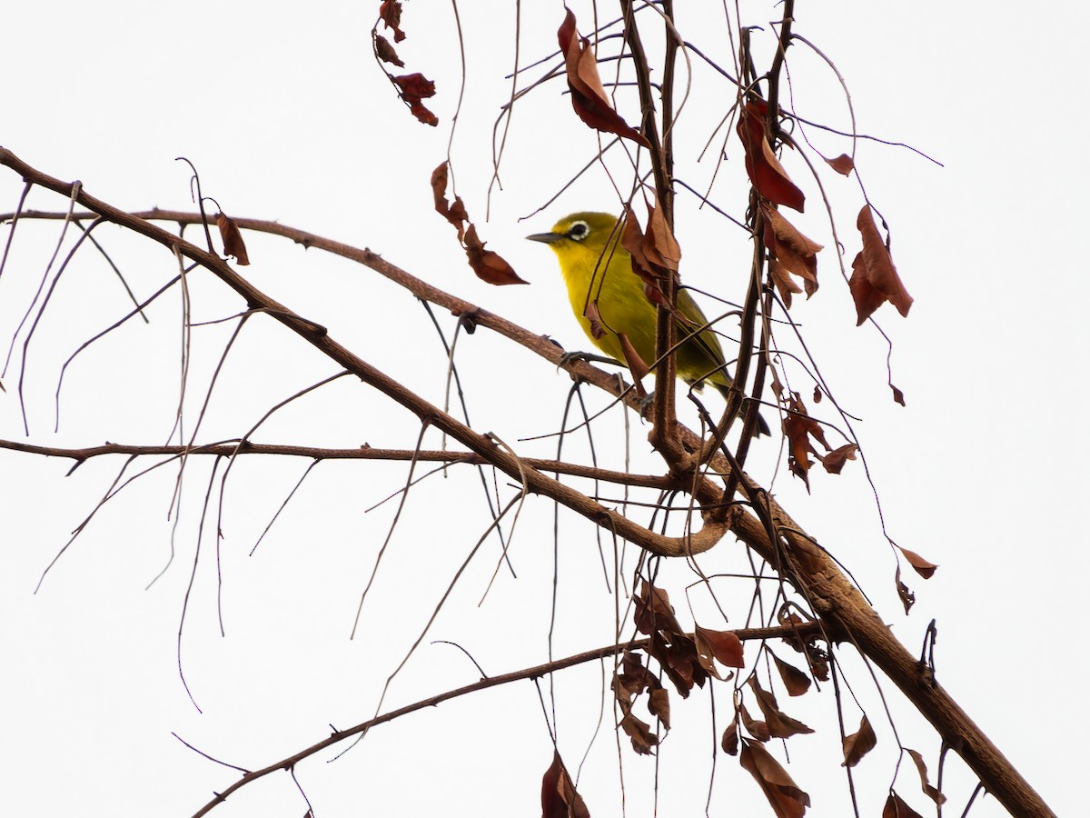 Lemon-bellied White-eye - ML642249901