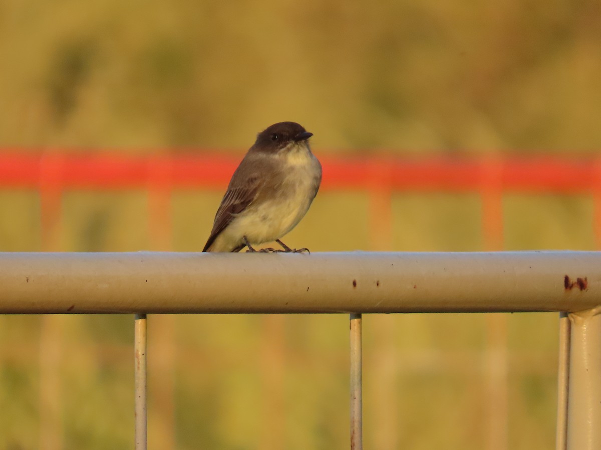 Eastern Phoebe - ML642249903