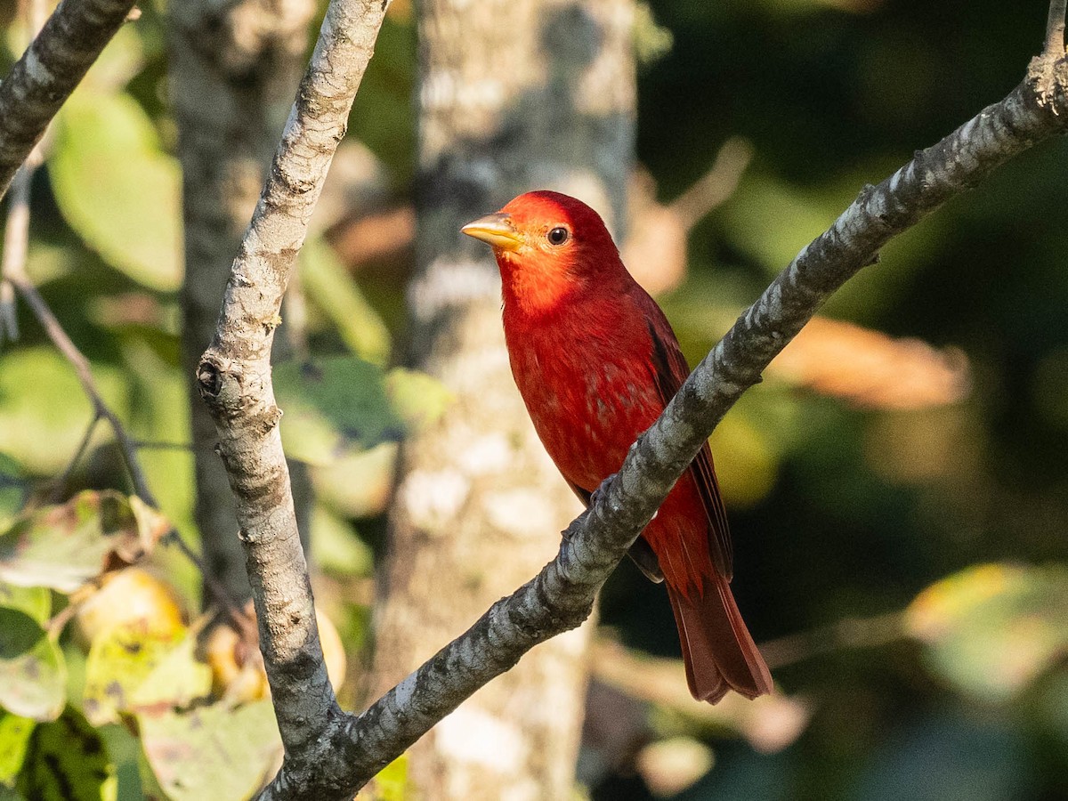 Summer Tanager - ML642249909