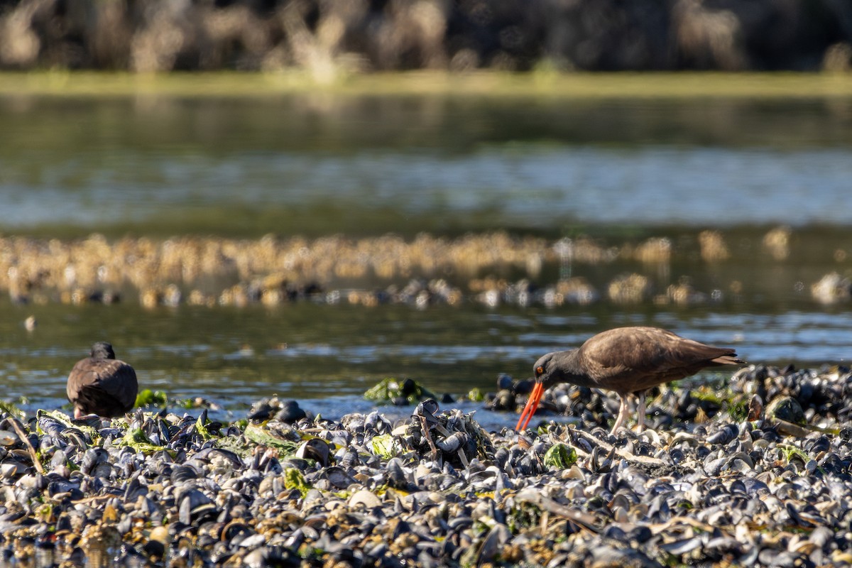 Black Oystercatcher - ML642249947