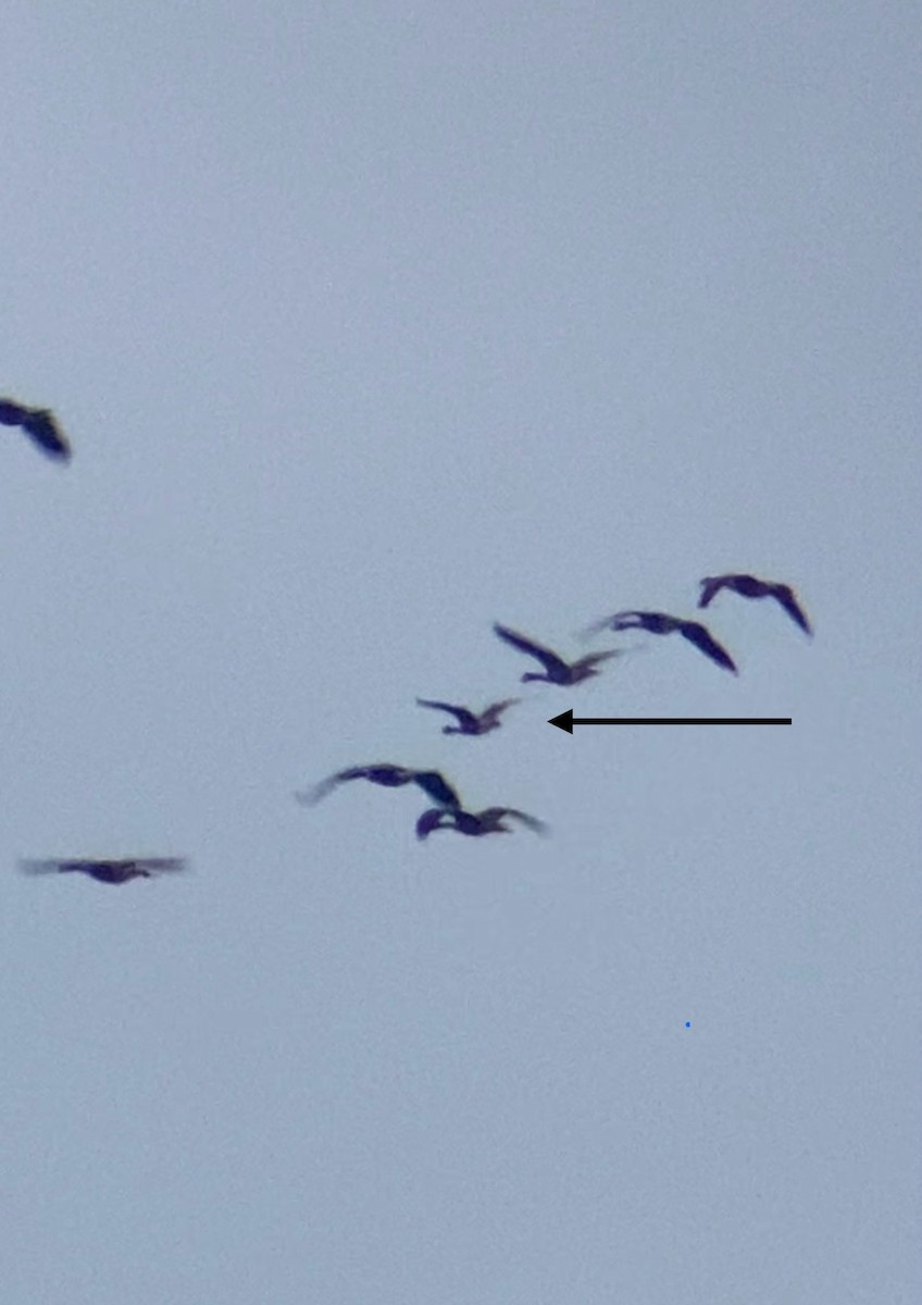 Cackling Goose - ML642249973