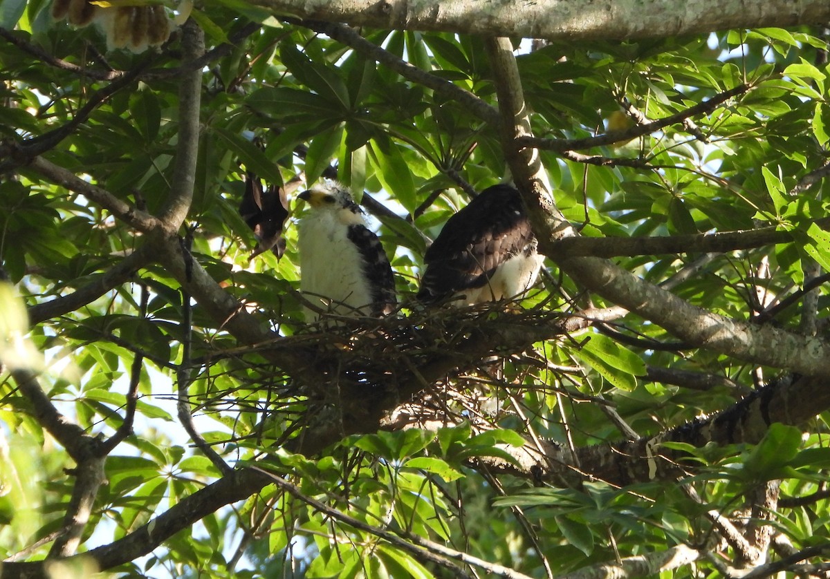 Hook-billed Kite - ML642249982