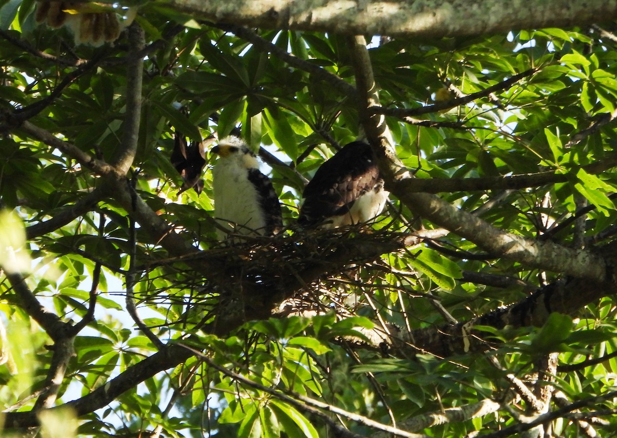 Hook-billed Kite - ML642249983