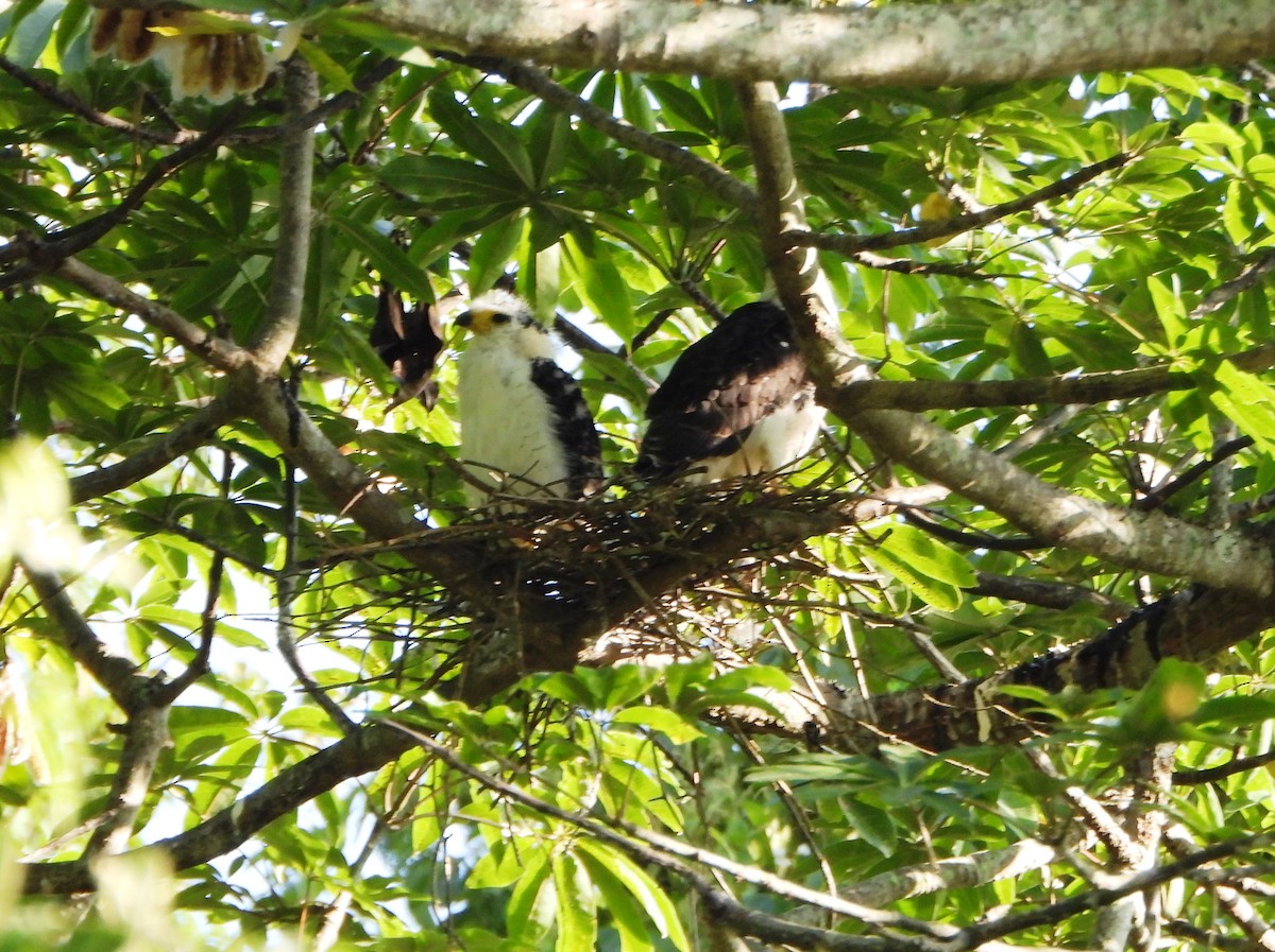 Hook-billed Kite - ML642249984