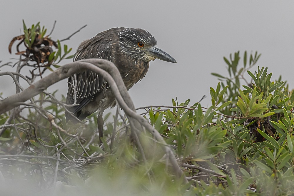 Yellow-crowned Night Heron - ML642250028