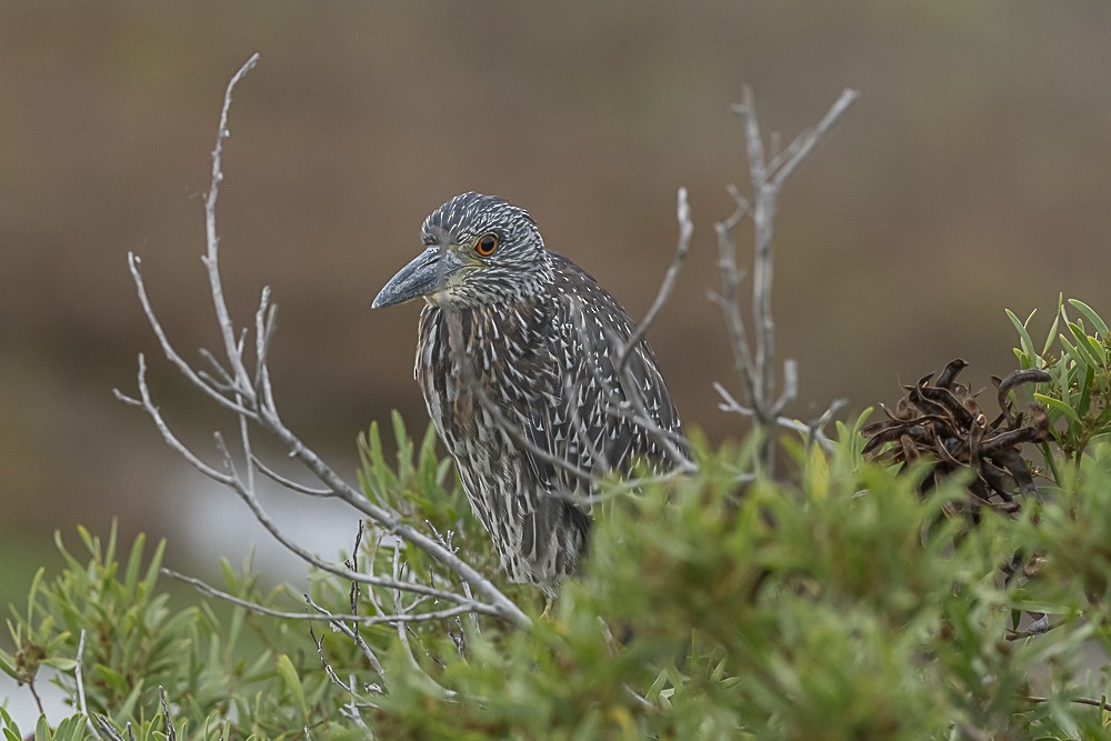 Yellow-crowned Night Heron - ML642250030