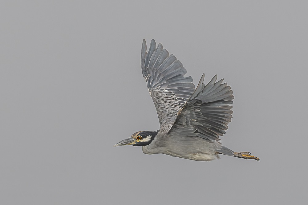 Yellow-crowned Night Heron - ML642250031