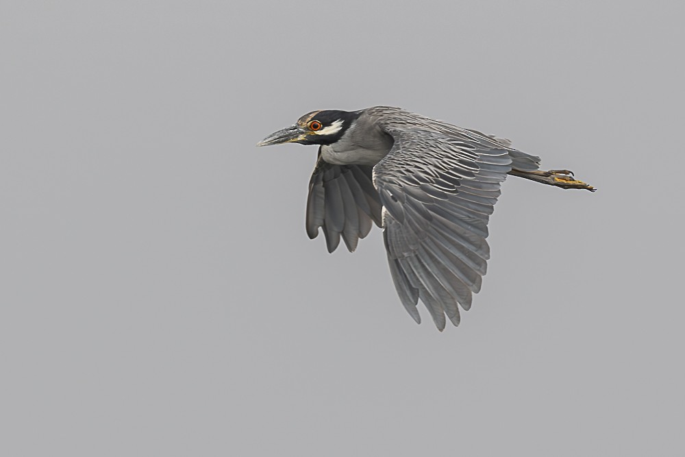 Yellow-crowned Night Heron - ML642250032