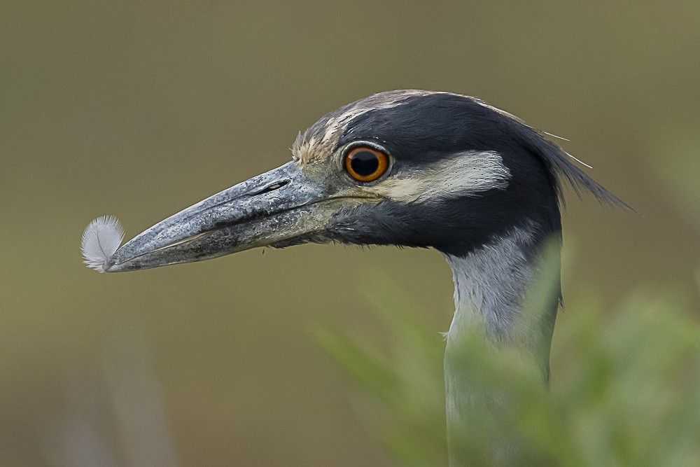 Yellow-crowned Night Heron - ML642250033