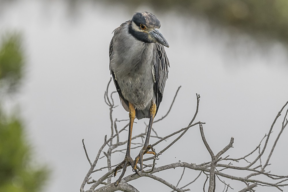 Yellow-crowned Night Heron - ML642250034