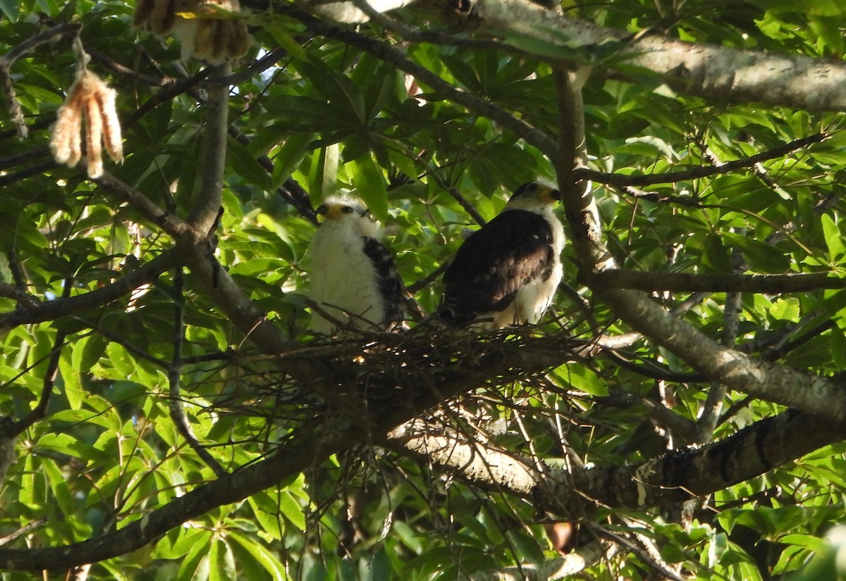 Hook-billed Kite - ML642250037