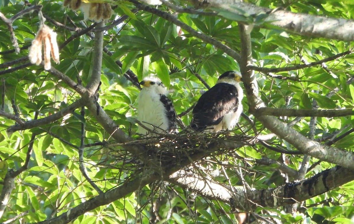 Hook-billed Kite - ML642250038