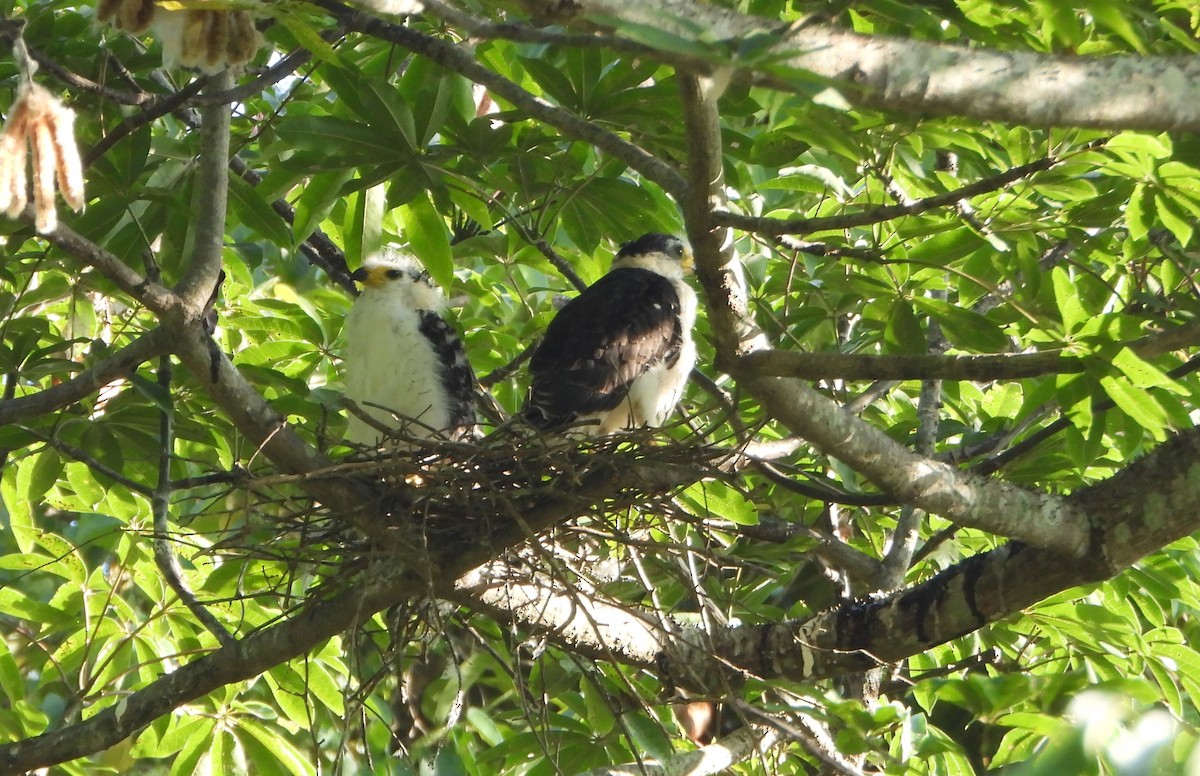 Hook-billed Kite - ML642250039