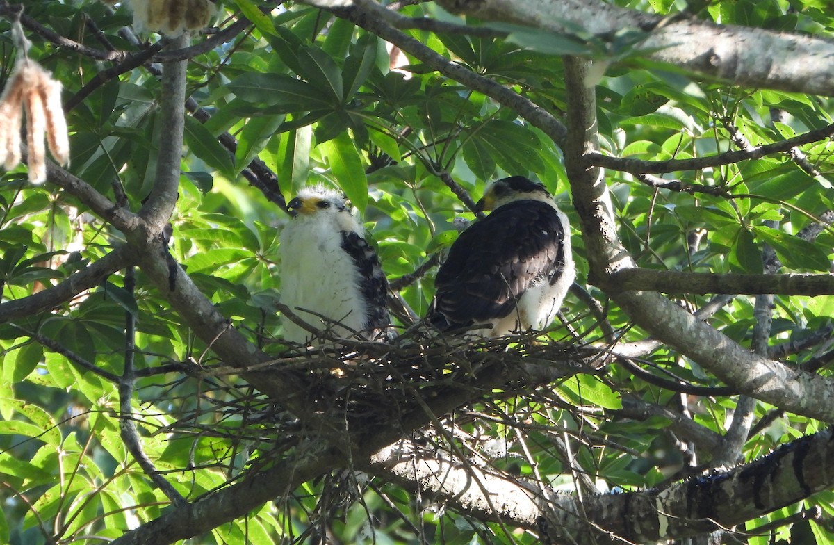 Hook-billed Kite - ML642250042