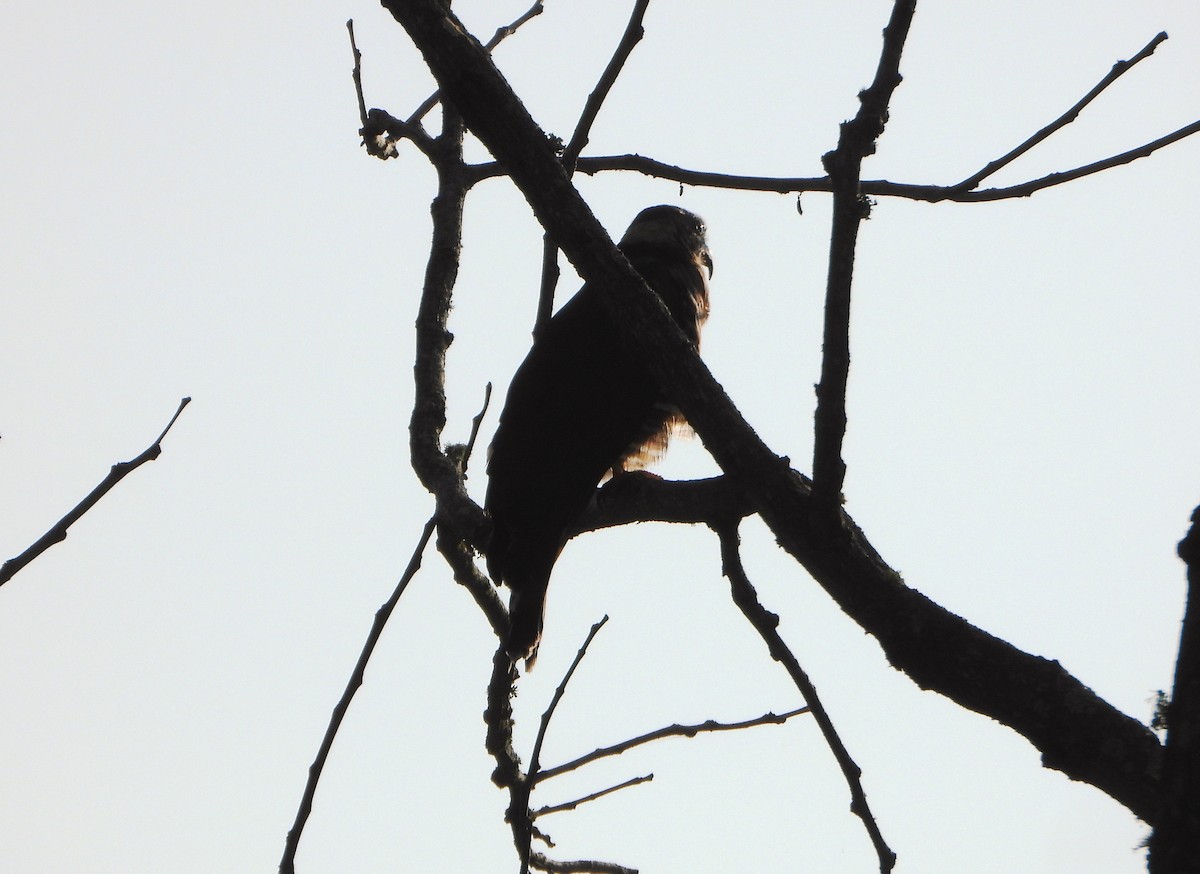 Hook-billed Kite - ML642250045