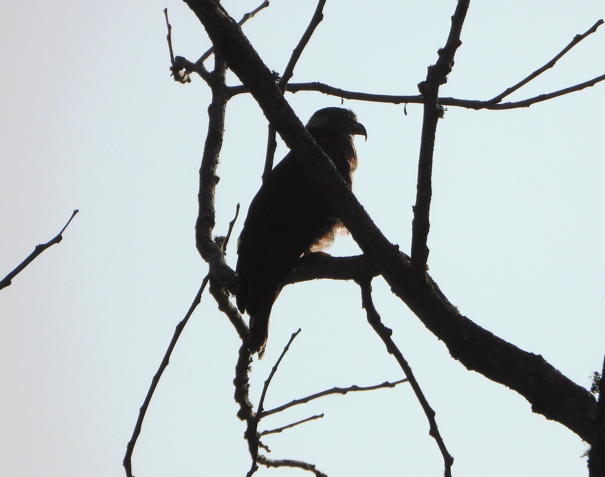 Hook-billed Kite - ML642250047