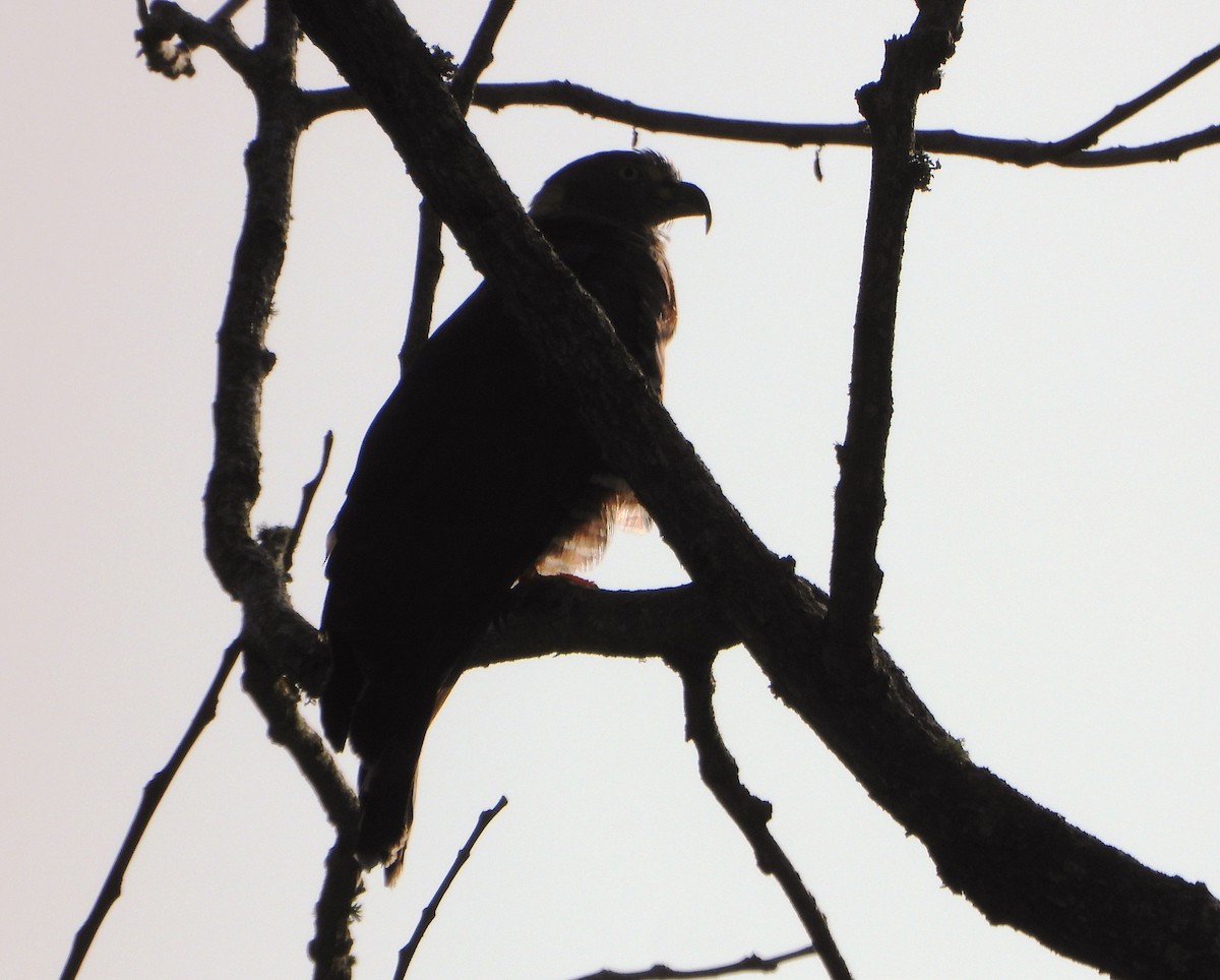 Hook-billed Kite - ML642250048