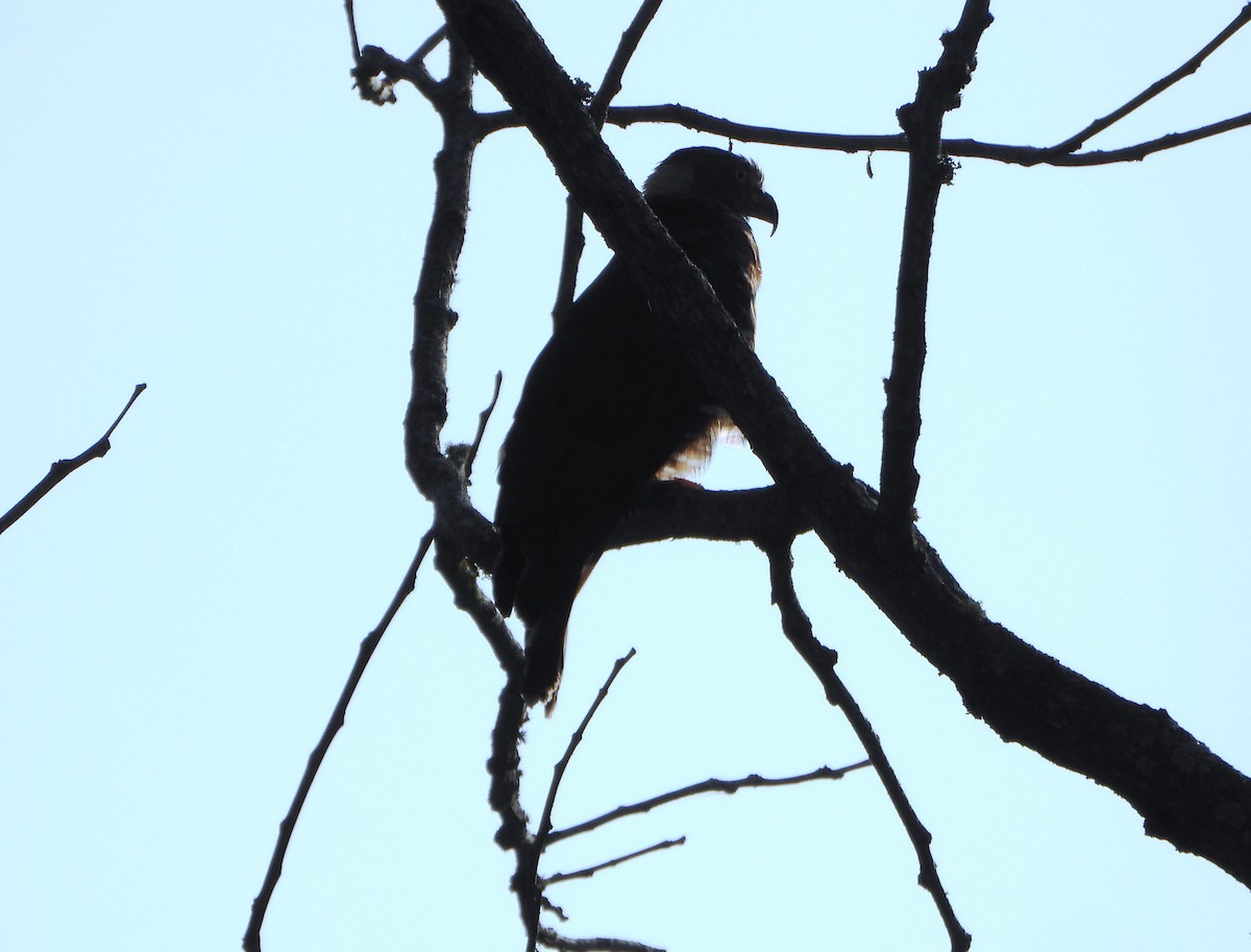 Hook-billed Kite - ML642250049
