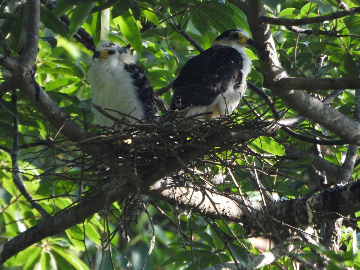 Hook-billed Kite - ML642250053