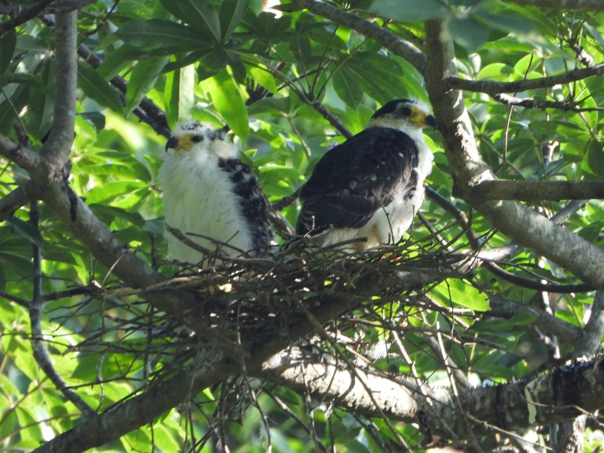 Hook-billed Kite - ML642250054