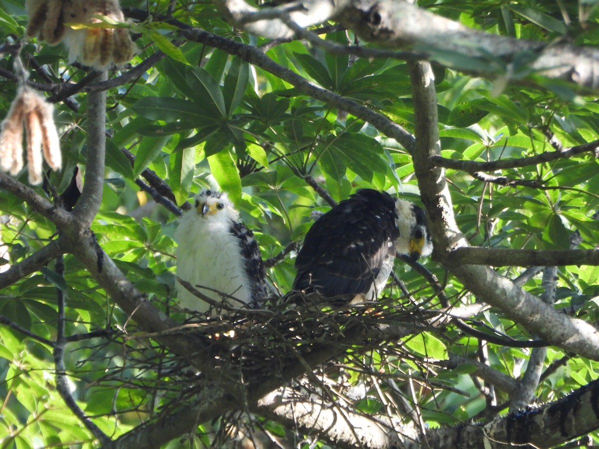 Hook-billed Kite - ML642250055