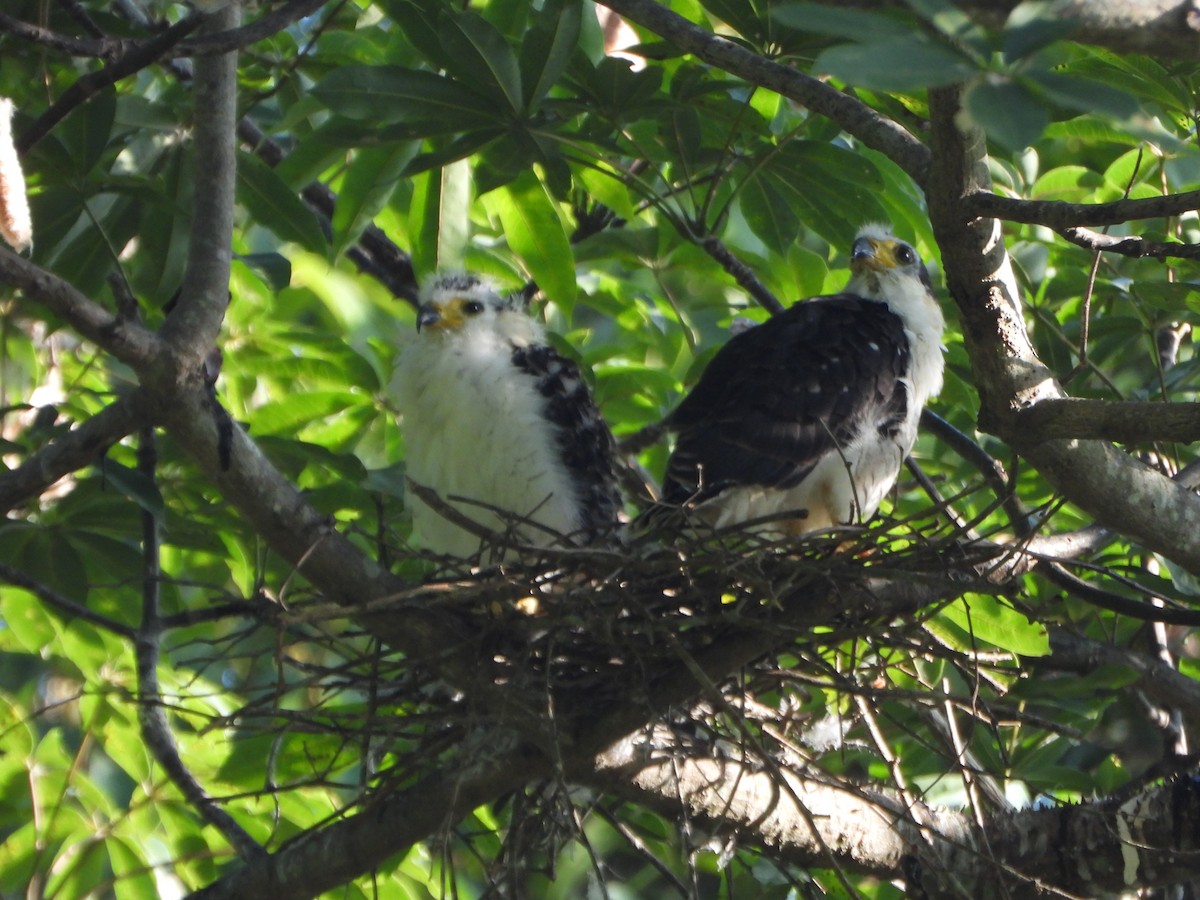 Hook-billed Kite - ML642250056