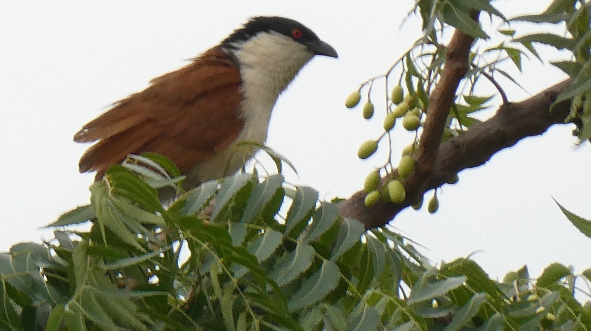 Senegal Coucal - ML642250108