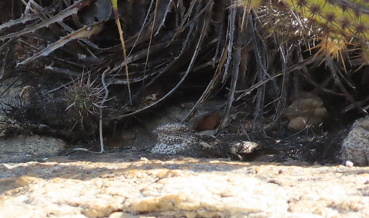 Pygmy Nightjar - ML642250110