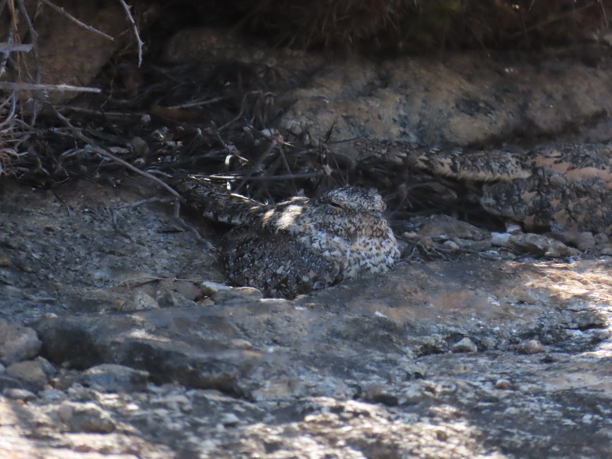 Pygmy Nightjar - ML642250114