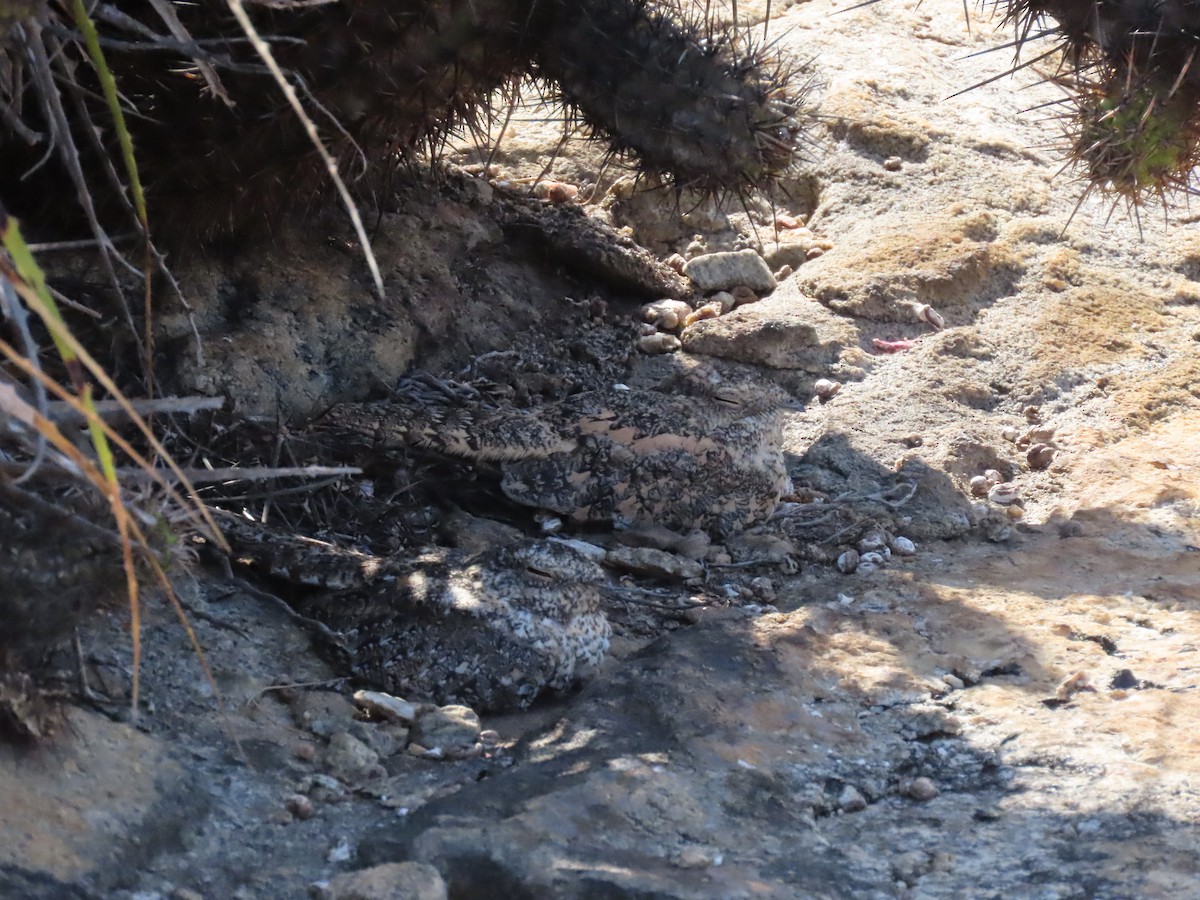 Pygmy Nightjar - ML642250115
